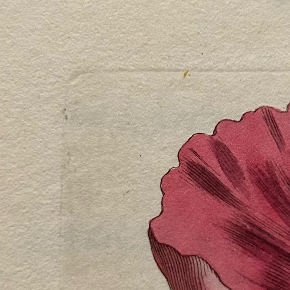 6 Curtis 1800’s Hand-colored Engravings Peony, Hibiscus, Camellia, Water Lily - Picture 11 of 13